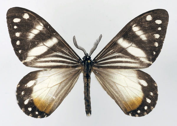 /filer/webapps/moths/media/images/P/planax_Otroeda_AM_Basquina.jpg