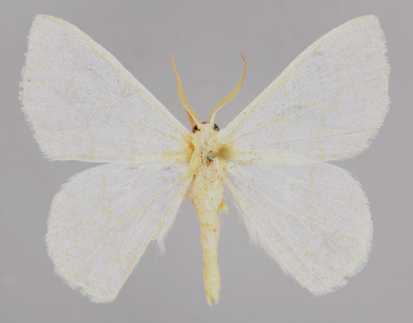/filer/webapps/moths/media/images/P/planimargo_Xenochroma_A_ZSM_01.jpg