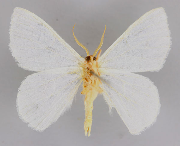 /filer/webapps/moths/media/images/P/planimargo_Xenochroma_A_ZSM_02.jpg