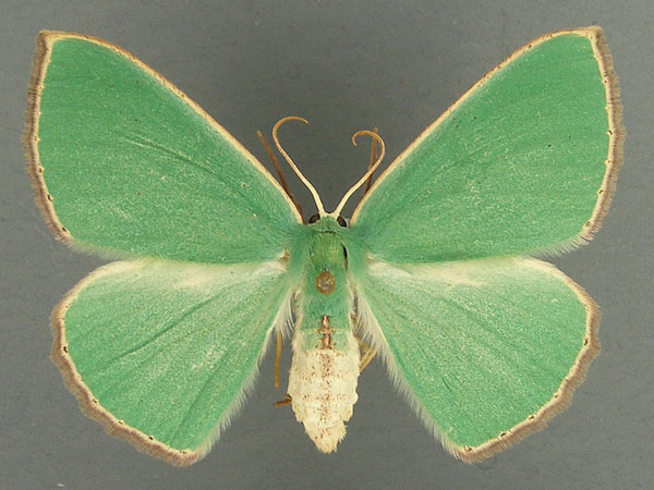 /filer/webapps/moths/media/images/P/plantaria_Omphax_AF_TMSA.jpg