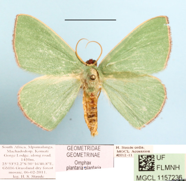 /filer/webapps/moths/media/images/P/plantaria_Omphax_A_MGCLa_01.JPG