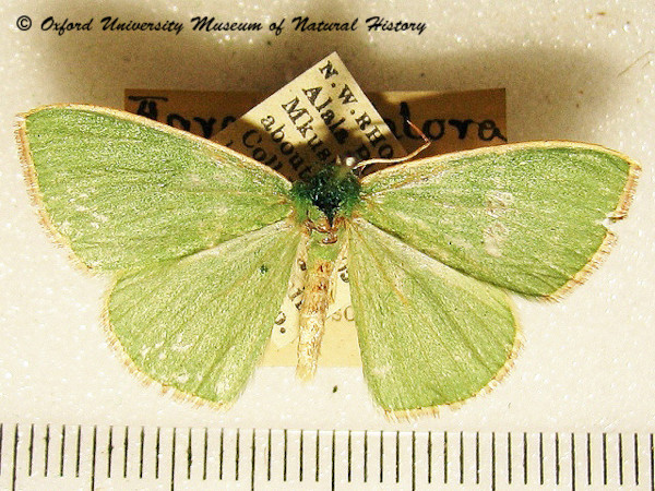 /filer/webapps/moths/media/images/P/plantaria_Omphax_A_OUMNH_01.JPG