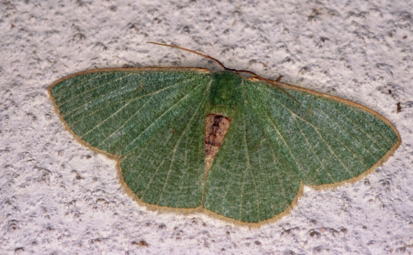 /filer/webapps/moths/media/images/P/plantaria_Omphax_A_Roland_06.jpg