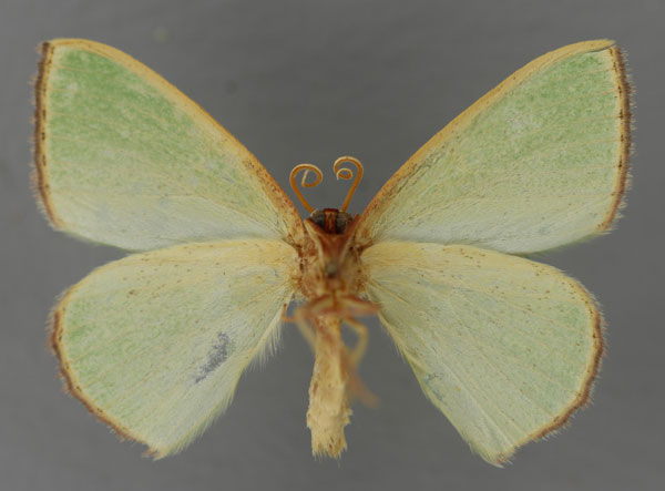 /filer/webapps/moths/media/images/P/plantaria_Omphax_A_ZSM_02.jpg