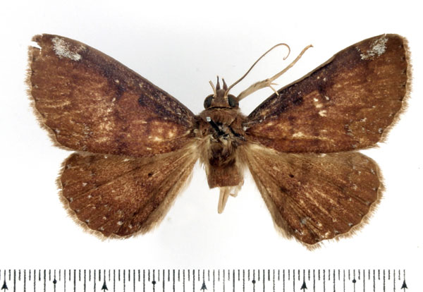 /filer/webapps/moths/media/images/P/plantei_Macellopis_AM_BMNH.jpg