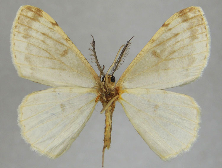 /filer/webapps/moths/media/images/P/plantei_Zeuctoboarmia_HT_ZSMb.jpg