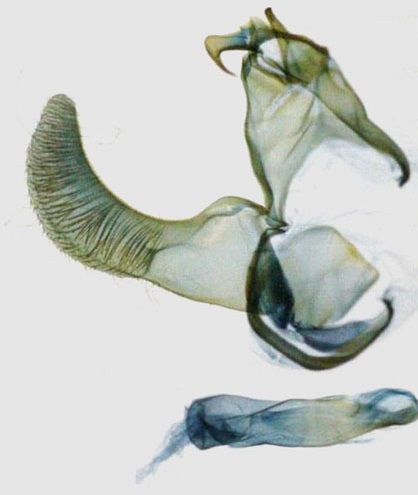 /filer/webapps/moths/media/images/P/planusa_Torodora_GMHT_RMCA.jpg