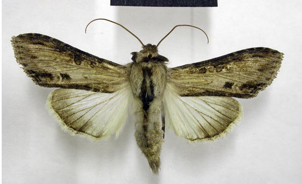/filer/webapps/moths/media/images/P/platti_Cucullia_AM_TMSA.jpg