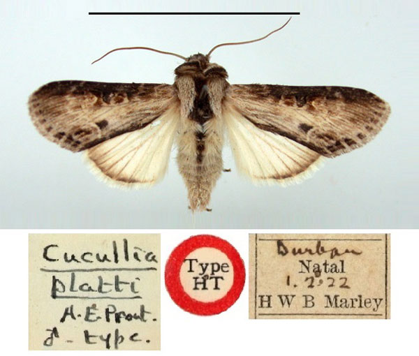 /filer/webapps/moths/media/images/P/platti_Cucullia_HT_BMNH.jpg