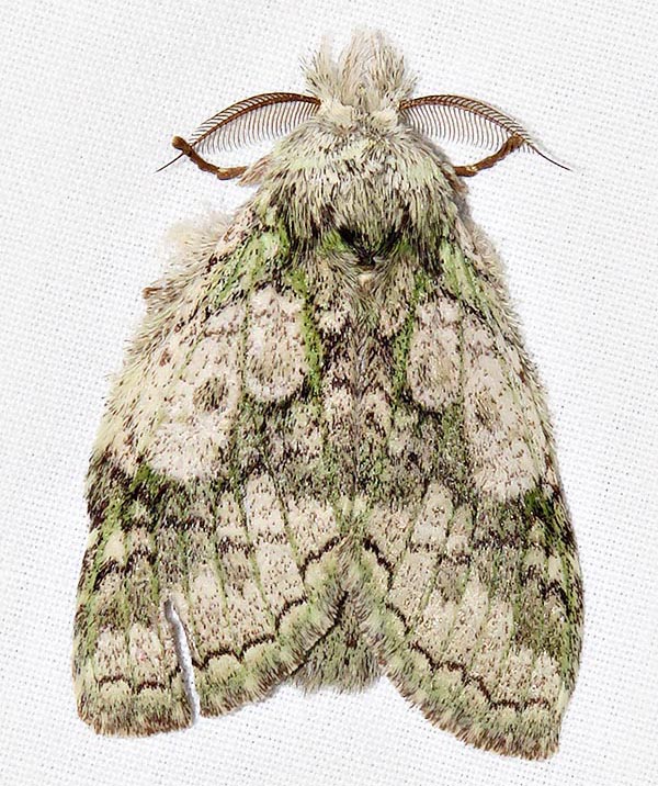 /filer/webapps/moths/media/images/P/platti_Desmeocraera_A_Braun_3.jpg