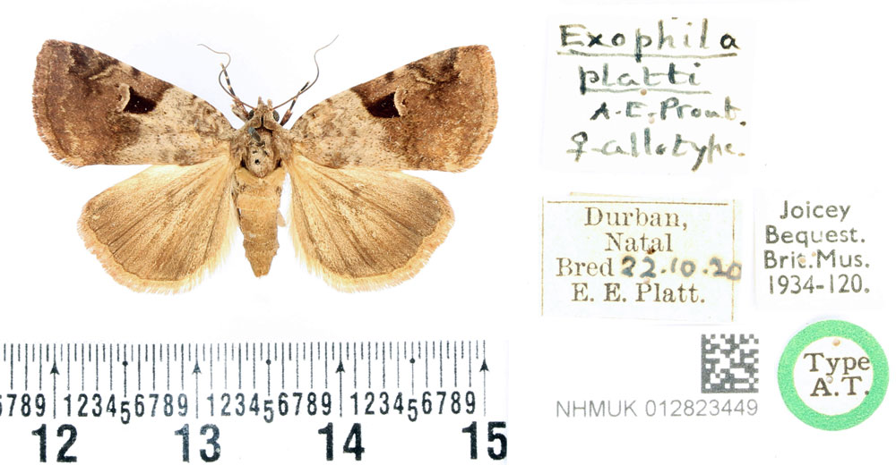 /filer/webapps/moths/media/images/P/platti_Exophyla_AT_BMNH.jpg
