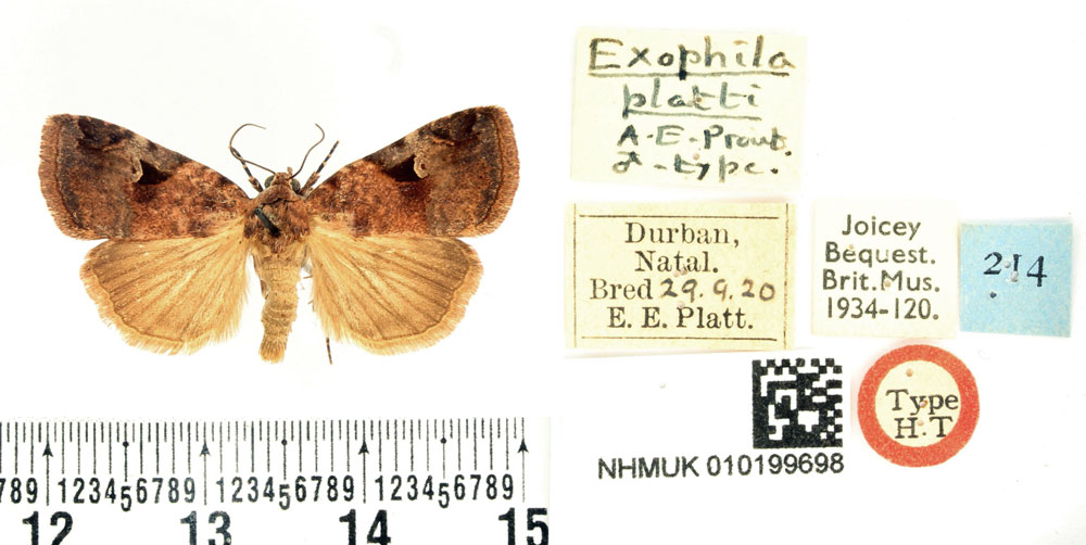 /filer/webapps/moths/media/images/P/platti_Exophyla_HT_BMNH.jpg