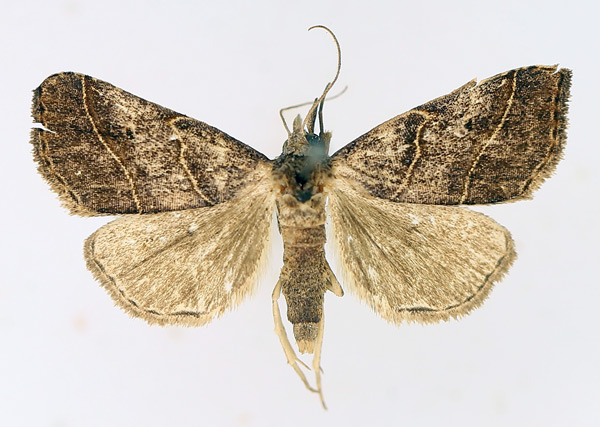 /filer/webapps/moths/media/images/P/platti_Pristanepa_AM_TMSA_02.jpg