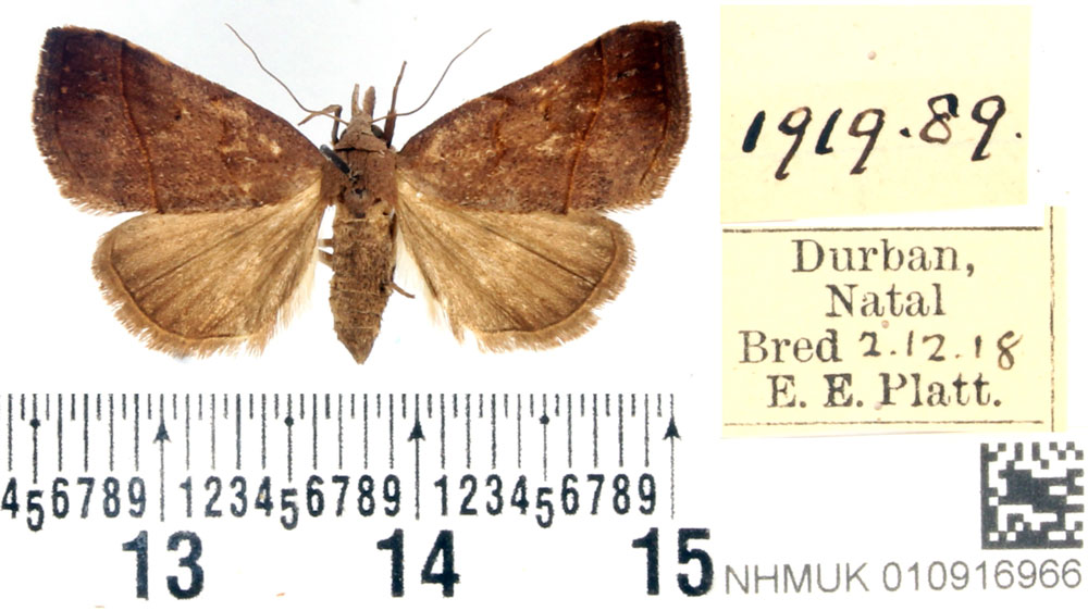 /filer/webapps/moths/media/images/P/platti_Pristanepa_PTF_BMNH.jpg