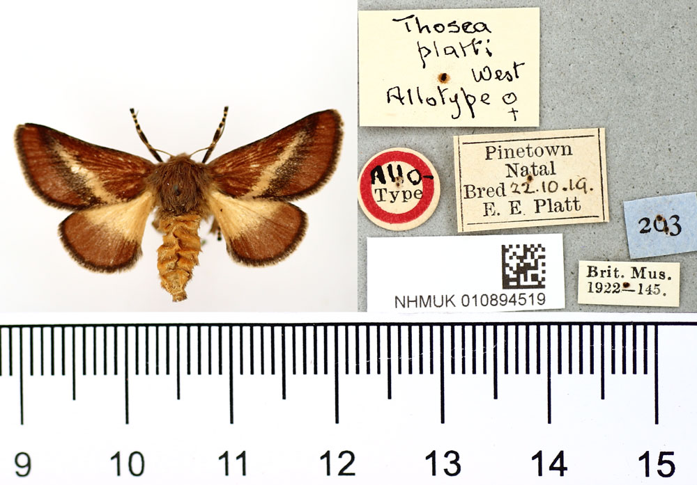 /filer/webapps/moths/media/images/P/platti_Thosea_AT_BMNH.jpg