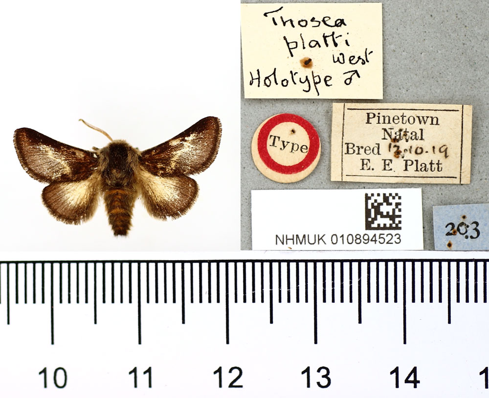 /filer/webapps/moths/media/images/P/platti_Thosea_HT_BMNH.jpg