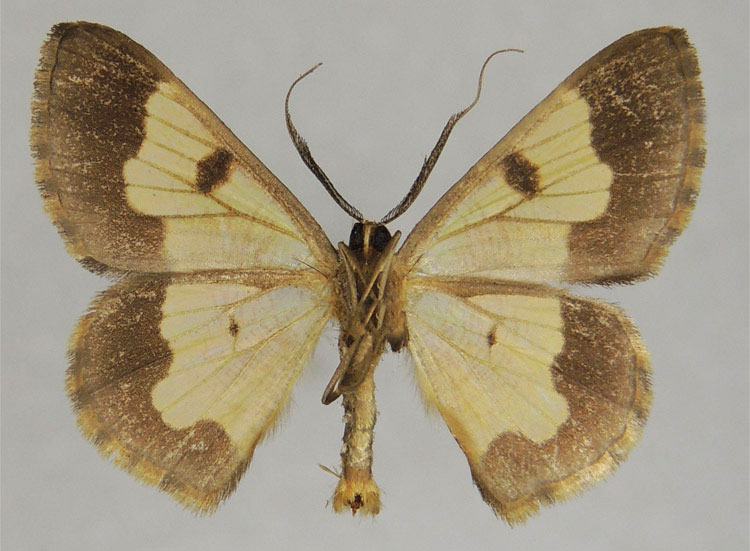/filer/webapps/moths/media/images/P/platycephala_Zamarada_PTM_ZSMb.jpg