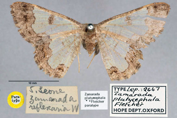 /filer/webapps/moths/media/images/P/platycephala_Zamarada_PT_OUMNH_01.jpg