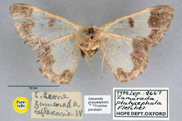 /filer/webapps/moths/media/images/P/platycephala_Zamarada_PT_OUMNH_02.jpg