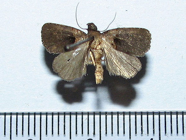 /filer/webapps/moths/media/images/P/platyhaeella_Cretonia_A_Goff.jpg
