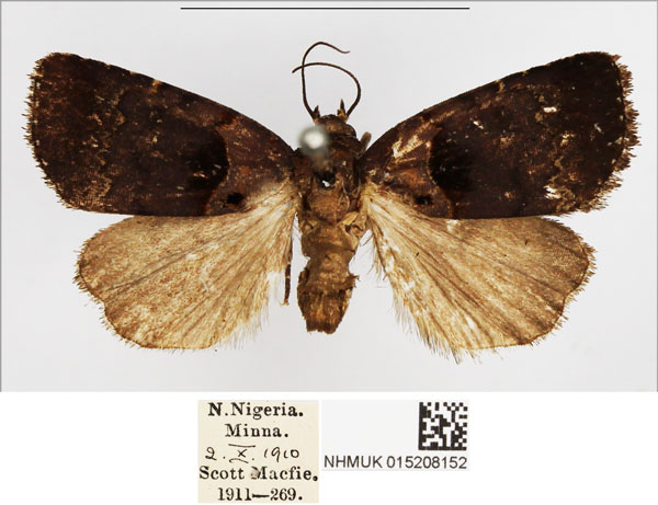 /filer/webapps/moths/media/images/P/platyphaeella_Cretonia_AM_NHMUK.jpg