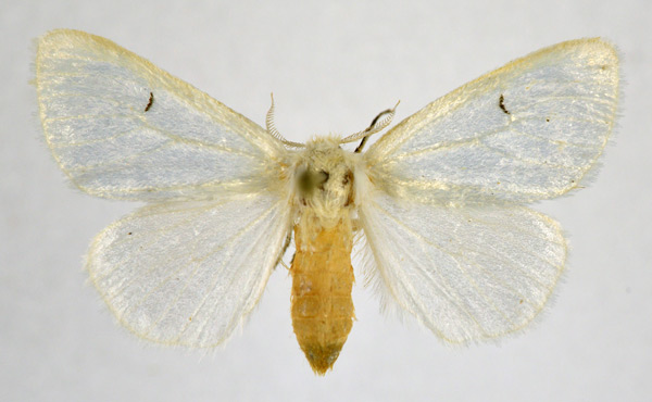 /filer/webapps/moths/media/images/P/platyrhabda_Leucoma_AM_NHMO.jpg