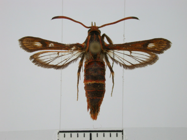 /filer/webapps/moths/media/images/P/platyuriformis_Synanthedon_AF_BMNH.jpg