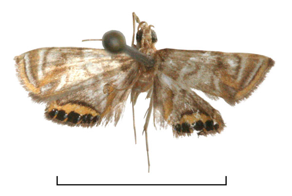 /filer/webapps/moths/media/images/P/platyxantha_Eoophyla_HT_RMCA.jpg