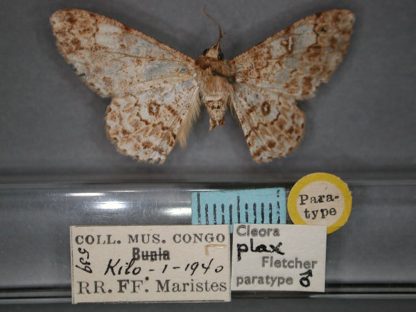 /filer/webapps/moths/media/images/P/plax_Cleora_PT_RMCA_01.jpg