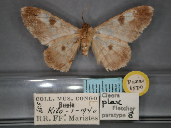 /filer/webapps/moths/media/images/P/plax_Cleora_PT_RMCA_02.jpg