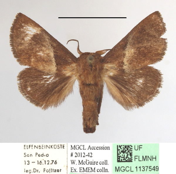 /filer/webapps/moths/media/images/P/plebeja_Apluda_A_MGCLa_01.JPG