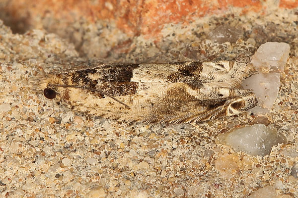 /filer/webapps/moths/media/images/P/plebejana_Crocidosema_A_Heynsb.jpg