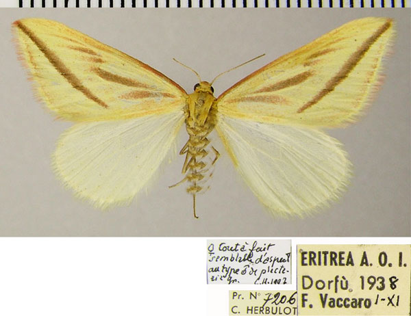 /filer/webapps/moths/media/images/P/plectaria_Rhodometra_AF_ZSMa.jpg