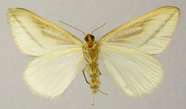/filer/webapps/moths/media/images/P/plectaria_Rhodometra_AF_ZSMb.jpg