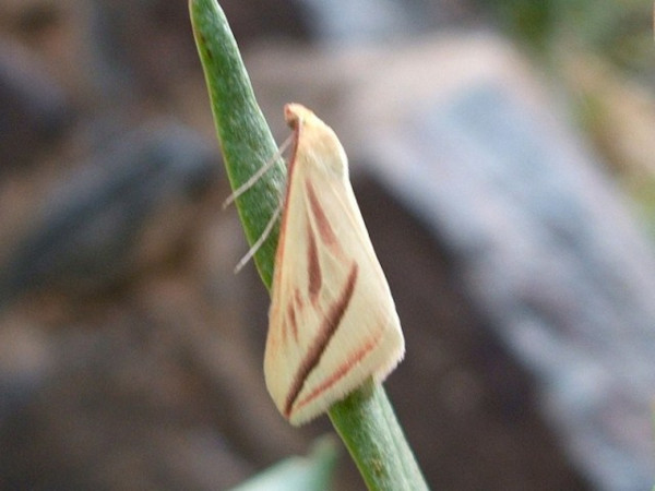 /filer/webapps/moths/media/images/P/plectaria_Rhodometra_A_Bruce-Jones.jpg
