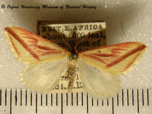 /filer/webapps/moths/media/images/P/plectaria_Rhodometra_A_OUMNH_01.jpg