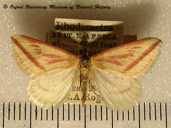 /filer/webapps/moths/media/images/P/plectaria_Rhodometra_A_OUMNH_02.jpg