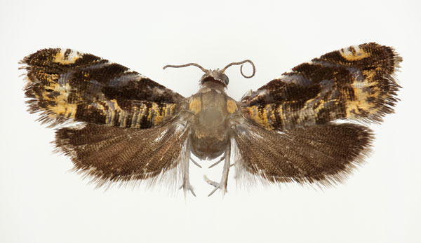 /filer/webapps/moths/media/images/P/plectocosma_Camptrodoxa_AF_NHMO.jpg