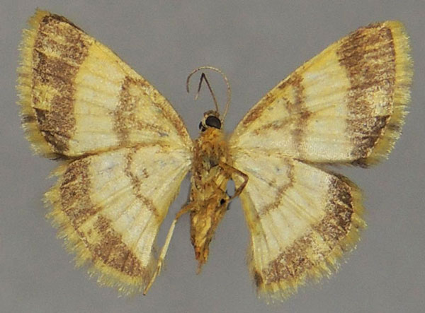 /filer/webapps/moths/media/images/P/pleninotata_Heterostegane_AF_ZSMb.jpg