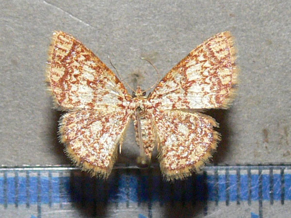 /filer/webapps/moths/media/images/P/pleninotata_Heterostegane_A_Goff.jpg