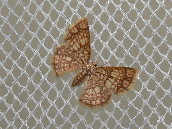 /filer/webapps/moths/media/images/P/pleninotata_Heterostegane_A_Goff_02.jpg