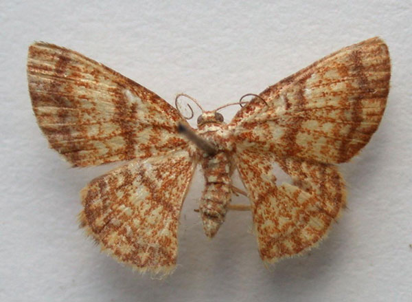 /filer/webapps/moths/media/images/P/pleninotata_Heterostegane_A_Revell.jpg