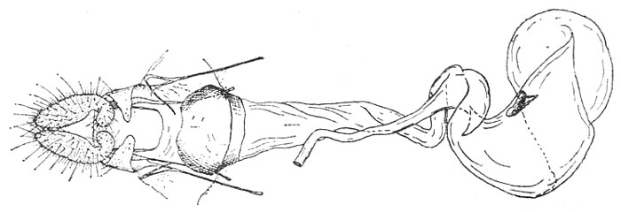 /filer/webapps/moths/media/images/P/pleroma_Plinthograptis_GFHT_ISEA.jpg