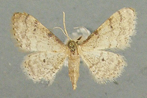 /filer/webapps/moths/media/images/P/plesioscotia_Idaea_AF_TMSA.jpg