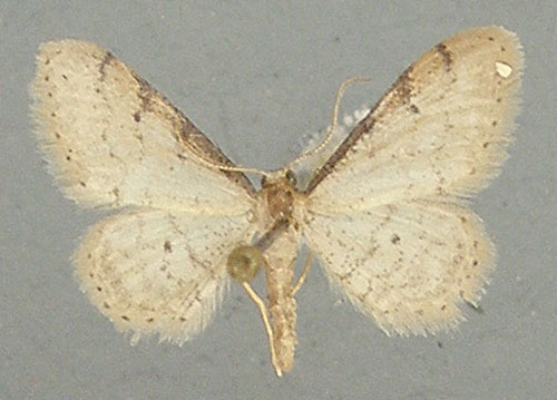 /filer/webapps/moths/media/images/P/plesioscotia_Idaea_AM_TMSA.jpg