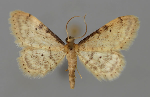 /filer/webapps/moths/media/images/P/plesioscotia_Idaea_A_ZSM_01.jpg