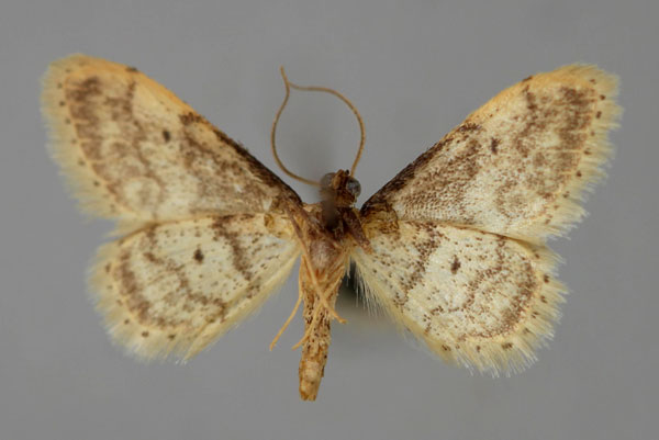 /filer/webapps/moths/media/images/P/plesioscotia_Idaea_A_ZSM_02.jpg