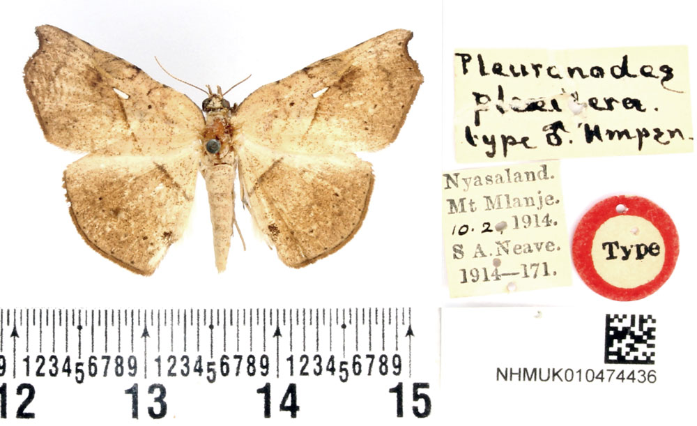 /filer/webapps/moths/media/images/P/plexifera_Pleuronodes_STM_BMNH.jpg