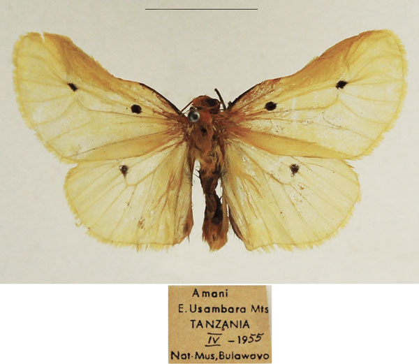 /filer/webapps/moths/media/images/P/plicata_Soloe_AM_TMSA.jpg