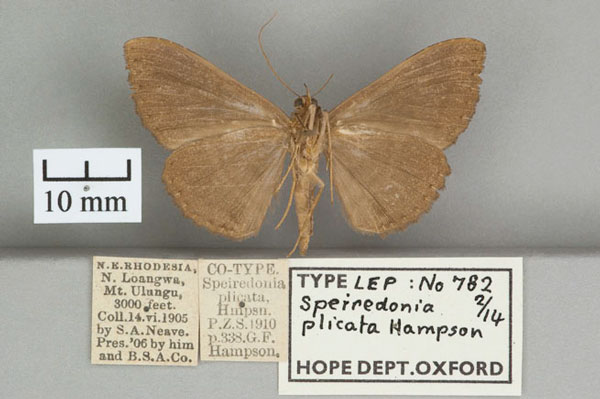 /filer/webapps/moths/media/images/P/plicata_Speiredonia_STM_OUMNH_02.jpg